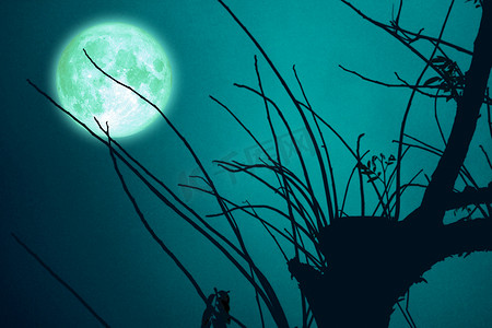 黑暗天空中的超级海狸月亮和夜晚的剪影干树