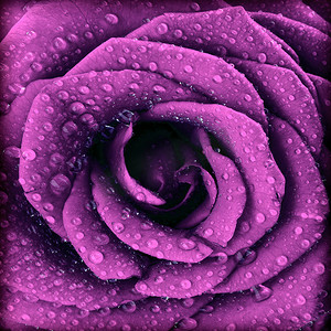 紫色深玫瑰背景