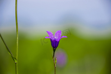 蓝紫色花摄影照片_在天空和草背景的风铃草风铃草紫色花宏指令