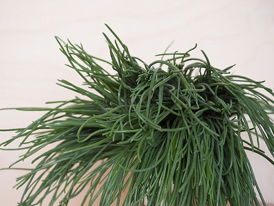 agretti (Salsola soda) 蔬菜食品