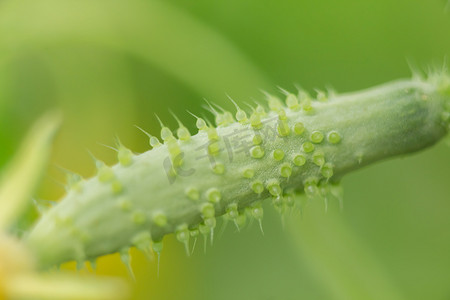 温室图片摄影照片_温室中的年轻绿色黄瓜，宏观照片，浅景深。