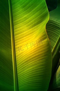 新鲜的绿色香蕉叶纹理背景。