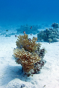 海底鱼背景摄影照片_蓝水背景下热带海底的珊瑚礁，有硬珊瑚和异国情调的鱼白尾雀鲷