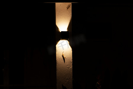 壁虎坐在灯笼照亮的墙上