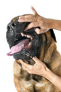 嘴馋流口水表情包摄影照片_獒犬的牙齿