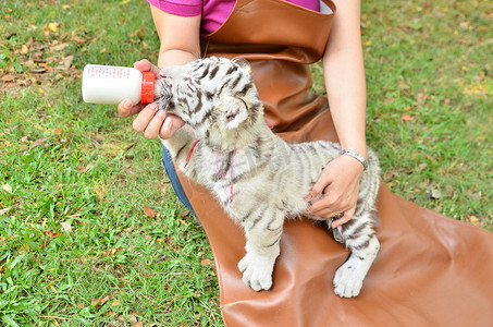 动物园管理员喂养小白虎