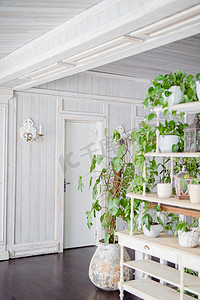 明亮的房间，木质饰面，涂有白色绿色植物。