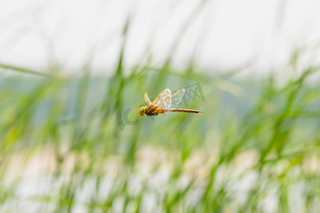 飞翔蜻蜓摄影照片_蜻蜓飞翔