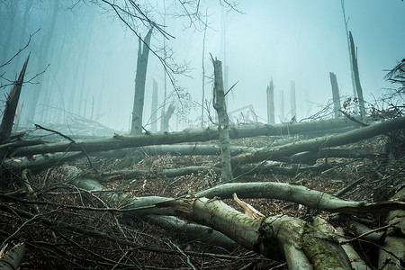 灰色暴风摄影照片_被森林里的暴风雨树倒下