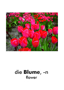 花字摄影照片_德语字卡：Blume（花）