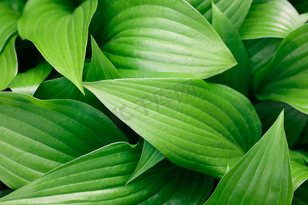 绿色玉簪属植物叶子背景