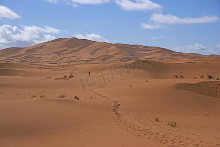 沙漠的树摄影照片_穿越撒哈拉的脚步