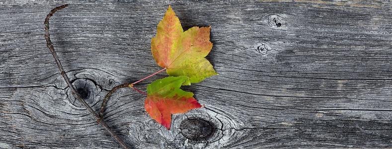 万圣节或感恩节背景的秋季假期，五颜六色的树叶和树枝在自然老化的木板上