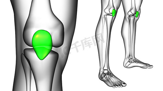 3d脚摄影照片_髌骨的 3d 渲染医学插图