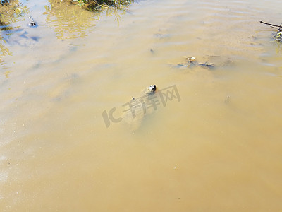 鳄龟在浑浊或泥泞的水中游泳
