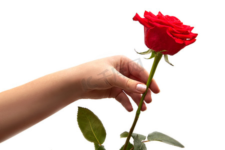 红色捧花摄影照片_女人的手捧着一朵红玫瑰。