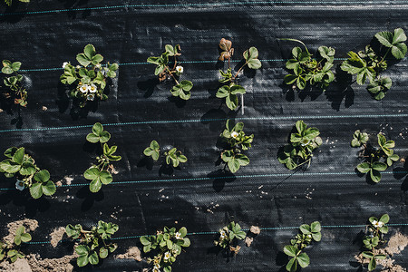 都市农业摄影照片_黑色薄膜下的一张床，上面有开花和结果的草莓丛。在农业都市下的花园里发芽草莓