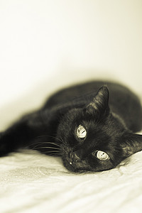 躺在床上的高级黑猫