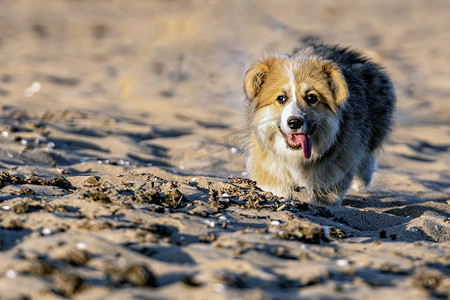 狗跑摄影照片_日落时分，年轻的威尔士柯基犬毛茸茸地绕着海滩跑来跑去