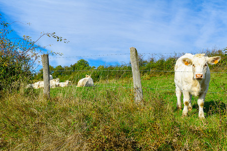 勃艮第 Cote dOr 乡村的奶牛