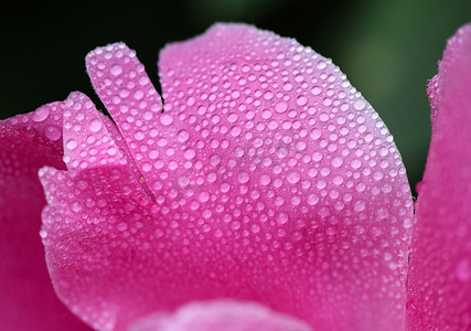 有雨珠的紫色桃红色牡丹花瓣