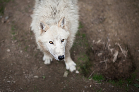 北极狼（Canis lupus arctos）又名极地狼或白狼 -