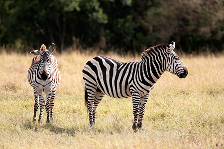细纹斑马 马赛马拉保护区 肯尼亚 非洲