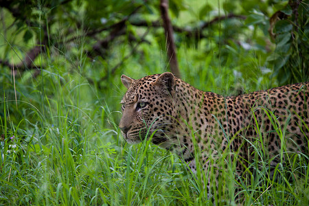 坦桑尼亚国家公园的豹子