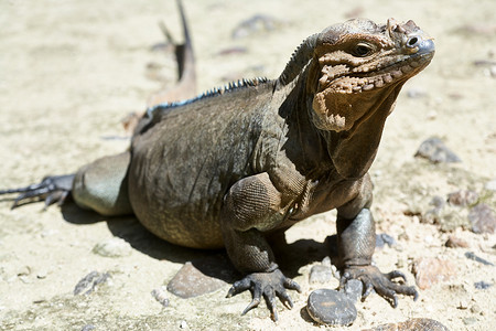 蓬头摄影照片_生活在多米尼加共和国蓬塔卡纳附近动物园的鬣蜥
