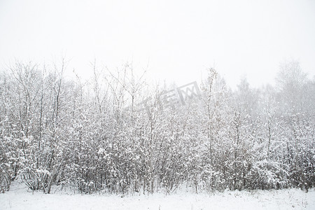 冬天树枝的质地覆盖着一层厚厚的雪。