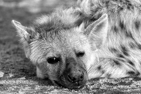 斑点鬣狗摄影照片_斑点鬣狗幼崽的脸部特写。