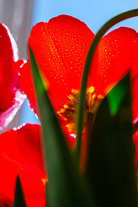 花园里的红色郁金香花。