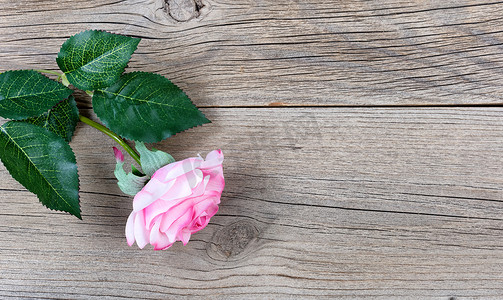 母亲节假期用质朴的木头装饰的可爱的单粉色玫瑰