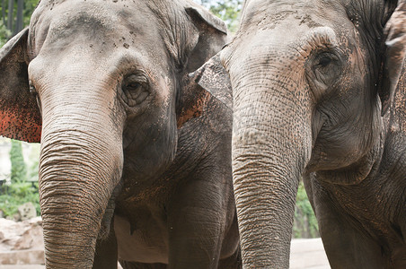 印度大象的眼睛和鼻子的特写