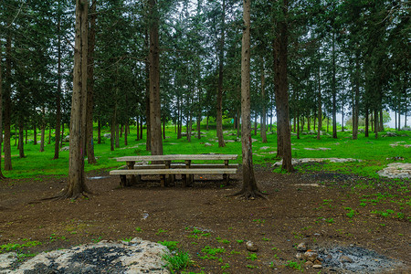 野餐桌摄影照片_Kiryat Ata 森林中的树木和野餐桌