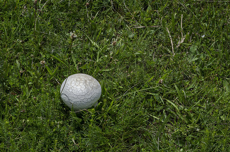 甲状旁腺摄影照片_生长在春天领域的马勃马勃马勃马勃马勃兰绿草，普拉纳山