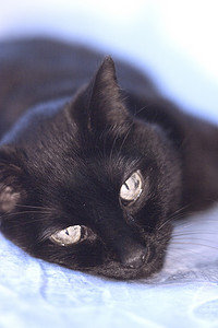 黑色背景高级摄影照片_躺在床上的高级黑猫