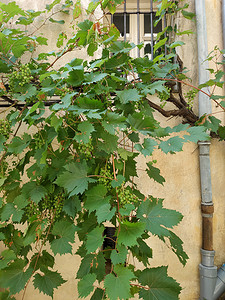 Saint Paul de Vence - 墙上的葡萄