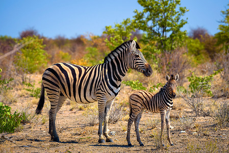 纳米比亚埃托沙国家公园的两只斑马