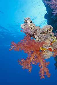 在热带礁石墙壁上的软珊瑚