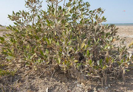 有根的植物摄影照片_有根的红树植物在沙滩