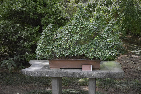 济州岛公园花园盆栽盆景树
