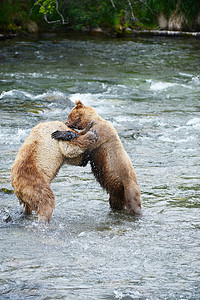 灰熊打架