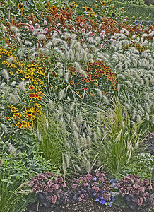 喷嚏摄影照片_五颜六色的花园花与 Heleniums Waldraut 和观赏草接壤