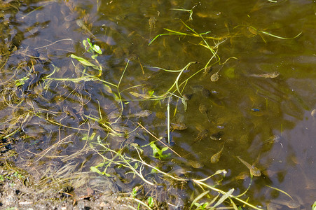 黏糊糊的河岸边缘有很多小黑蝌蚪