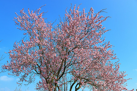 李树摄影照片_美丽的樱桃树和李树在春天开花