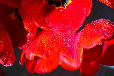花园里的红色郁金香花。