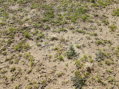 土丘摄影照片_孤独的蜜蜂土丘和草地和泥土