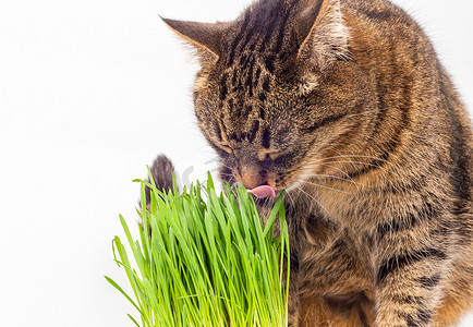 灰色家猫吃新鲜的绿色燕麦芽，特写在白色背景中，有选择的焦点和模糊