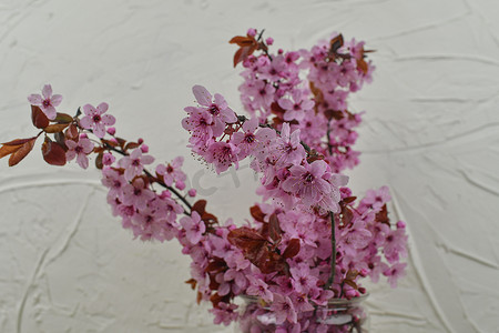 在白色带纹理的背景上的花瓶中的粉红色樱花树枝。